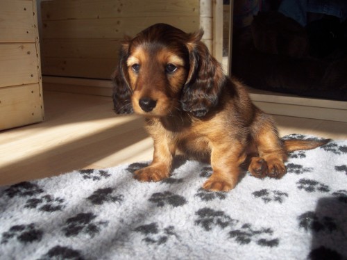 Jezev��k dlouhosrst� trpaslic�