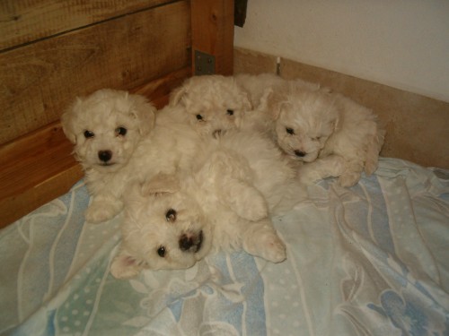 �T���TKA BOLO�SK�HO PS�KA B�L� BARVY