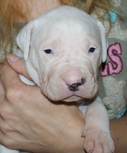 ARGENTINSK� DOGA - �t��ata