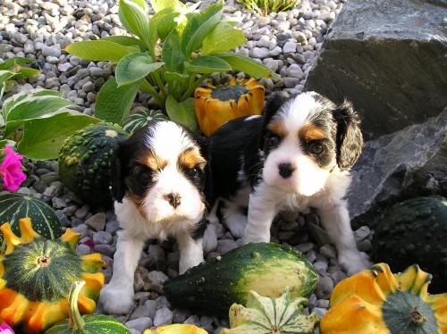 Kaval�r King Charles Spaniel