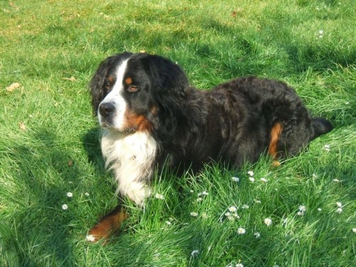 Bernsk� sala�nick� pes ke kryt�