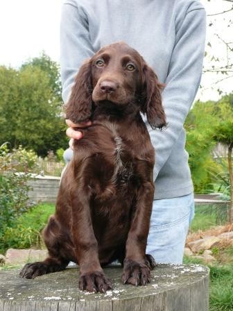 Prod�m �t��ata n�meck�ho k�epel�ka