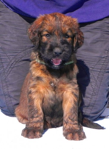 Briard plav�-�t��ata