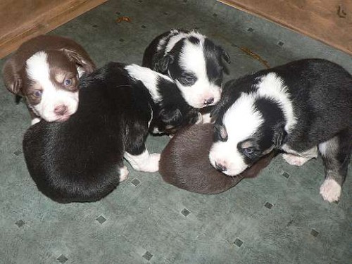 �T���TKA BORDER KOLIE S PP po v�born�ch rodi��ch