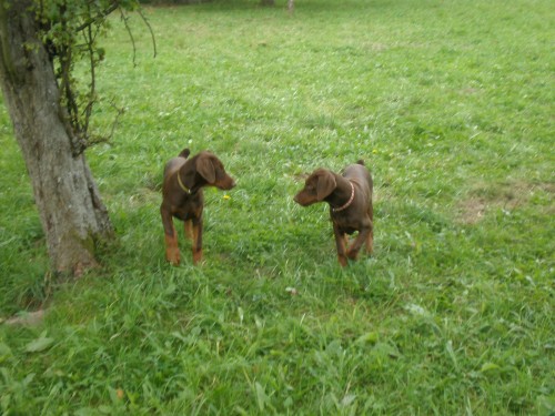 �t���tka dobrman� s PP