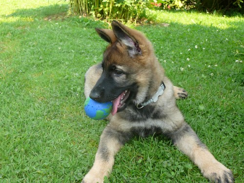 N�meck� ov��k-�t��ata bez PP