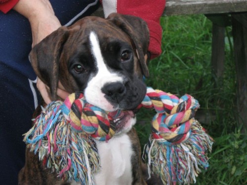 BoXeR �t���tka