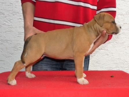 Americk� staford��rsk� terier