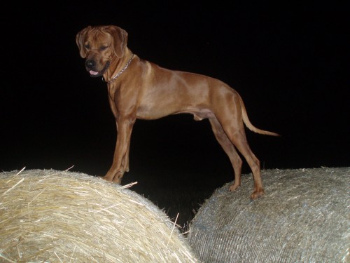 Nab�dka krat� - RHOD�SK� RIDGEBACK