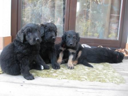 Hovaward� sme�ka PP