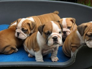 Anglick� buldok - �t��ata s pp