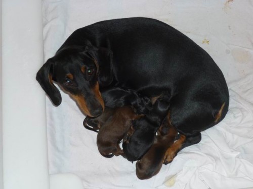 Jezev��k hladkosrst� standard