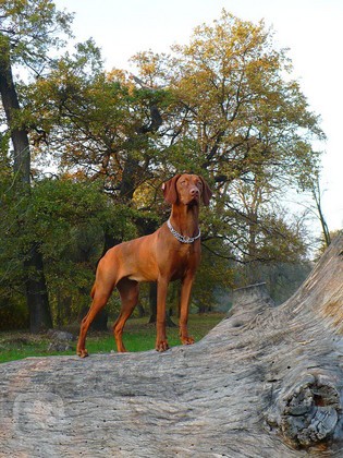 Hled�m Ma�arsk�ho oha�e kr�tkosrst�ho ke kryt�