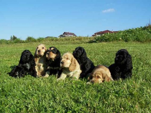 Anglick� kokr�pan�l, �t��ata s PP