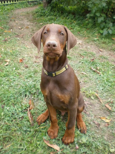 �t���tka dobrman� s PP