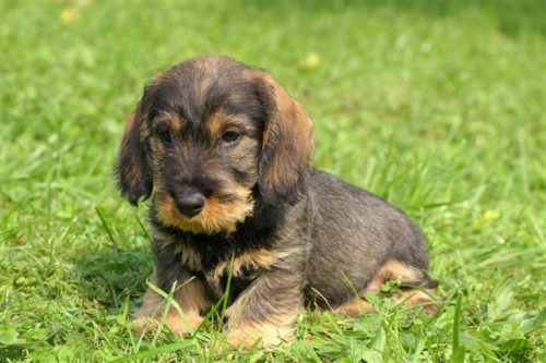 jezev��k drsnosrst�