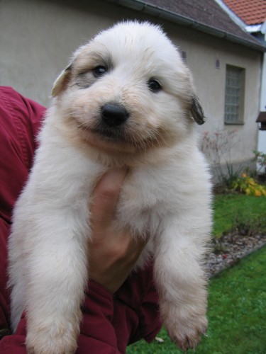 Pyrenejsk� horsk� pes