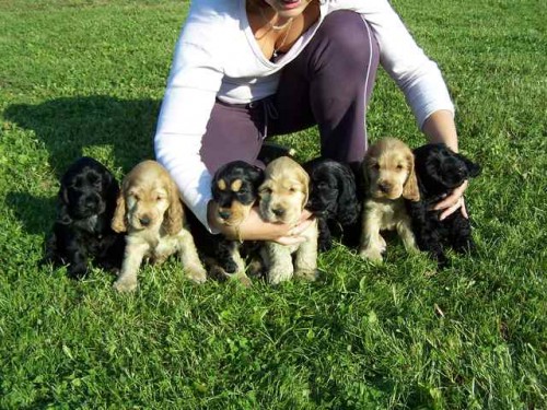 Anglick� kokr�pan�l s PP