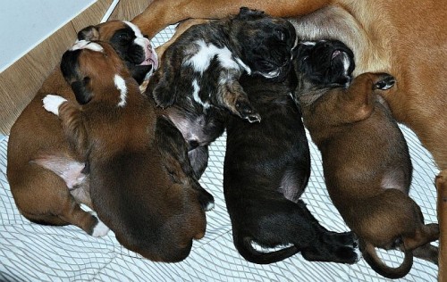 �t��ata boxera s pp