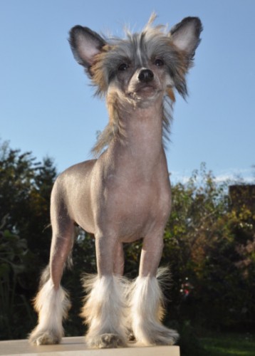 ��nsk� chocholat� pes-�t��ata