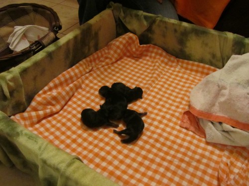 Jork��rsk� teri�r-�t�nata s PP