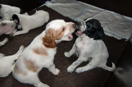 Anglick� setr - �t��ata s PP