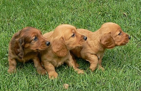 Jezev��k standard dlouhosrst�