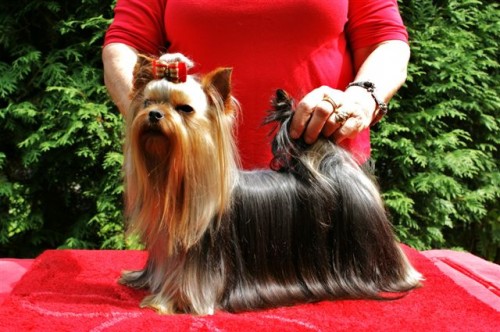 Jork��rsk� terier - �t���tka