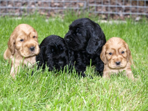 Anglick� kokr�pan�l s PP