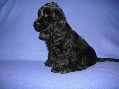 Anglick� kokr�pan�l s PP