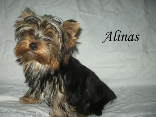 Jork��rsk� teri�r