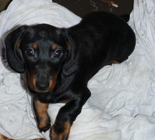 Jezev��k hladkosrst� trpasli�� �ern� s p�len�m - posledn� pejsek