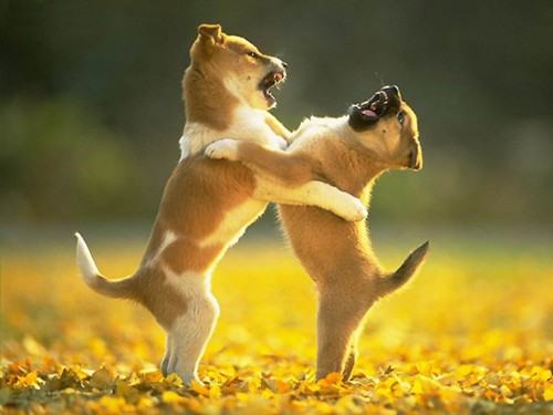 V�CVIK A Z�BAVA PRO �T��ATA A PSY