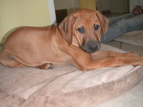 N�dhern� pejsek s PP na mazlen� "Laser"