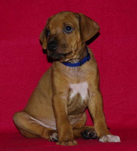 Rhodesian Ridgeback �t��ata s PP