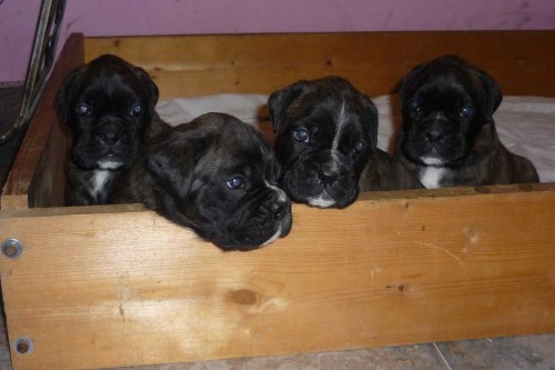 �T��ATA N�MECK�HO BOXERA S PP