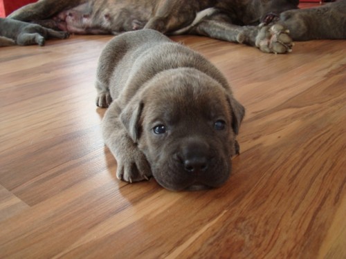 Prod�m �t���tka Cano Corso Italiano s PP