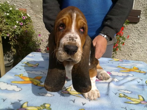 BASSETHOUND - tricolorn� �t���tka s PP k ODB�RU...