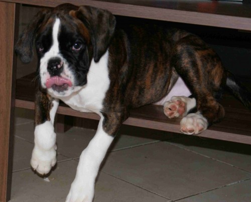 N�dhern� �t���tko N�meck�ho boxera s PP za skv�lou cenu!! Nyn� k odb�ru!