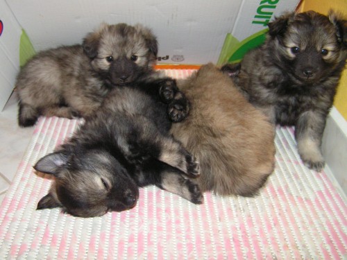 �t��ata st�edn�ho �pice s PP