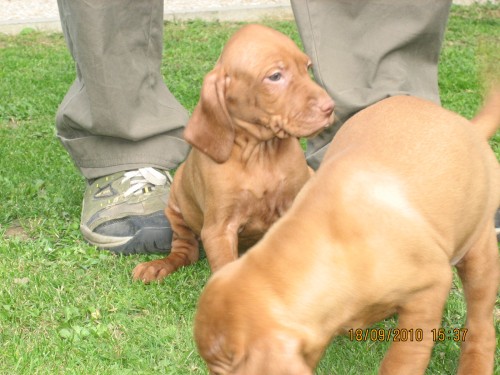 Ma�arsk� oha� kr�tkosrst�-�t���tka