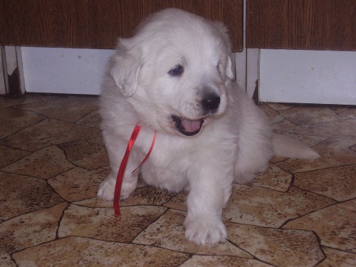 Slovensk� �uva�