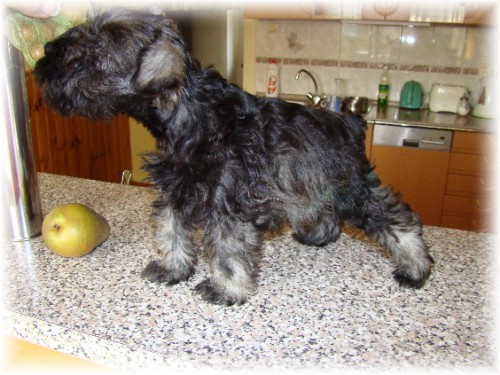 Kn�ra� mal� pep� a s�l