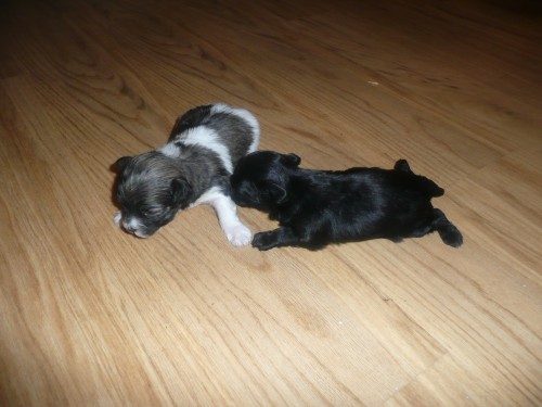 Barevn� bolo�sk� ps�k