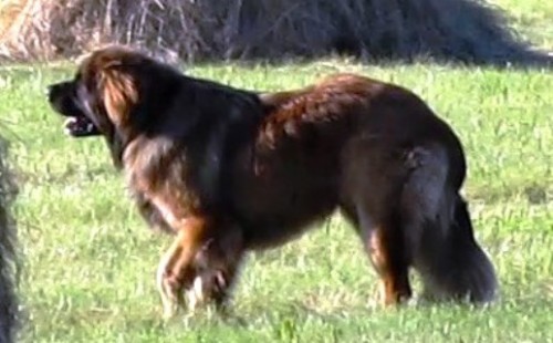 �t��ata Leonberger bez PP