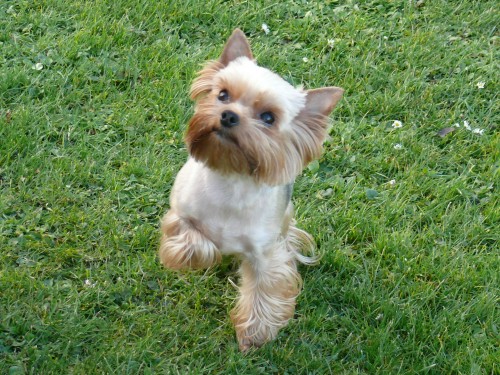 Jork��rsk� terier