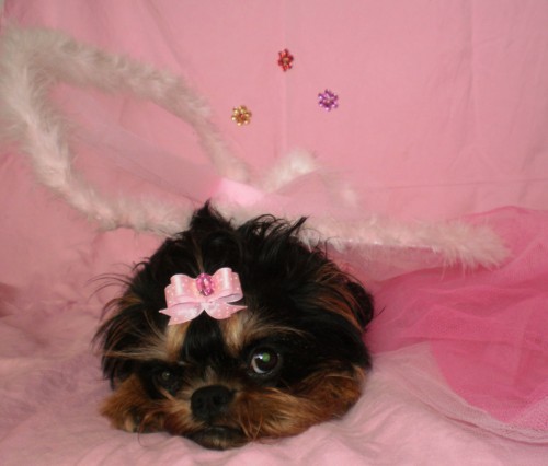 Grifonek �istokrevn� �t���tka bez PP