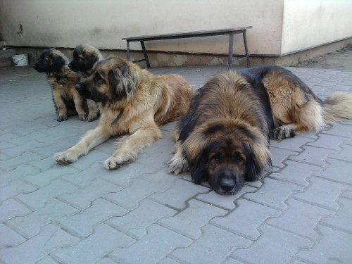 �t���tka leonbergera