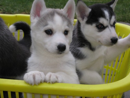 Sibi�sk� husky-