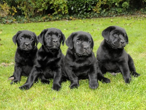 St���tko Labradora s PP